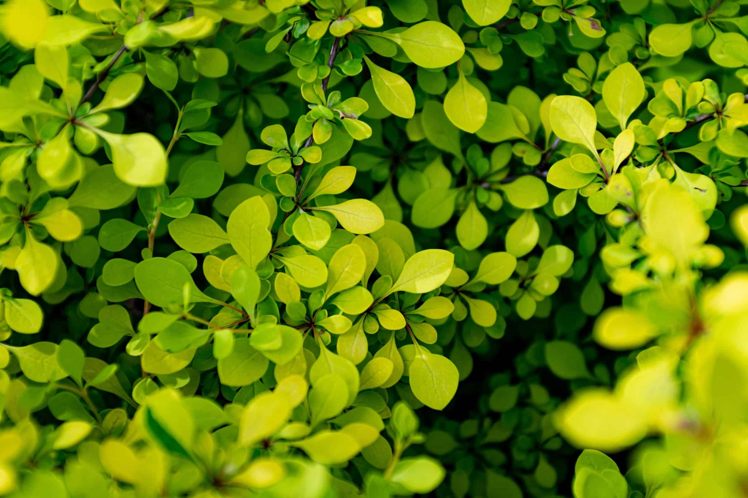 Green leaves in macro lens